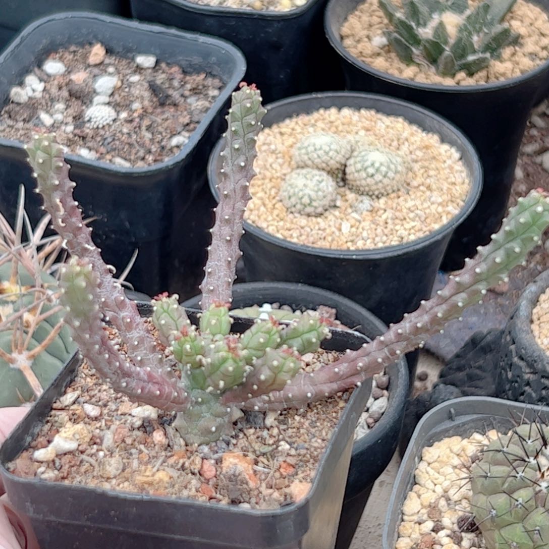 实生 九头龙仙人球