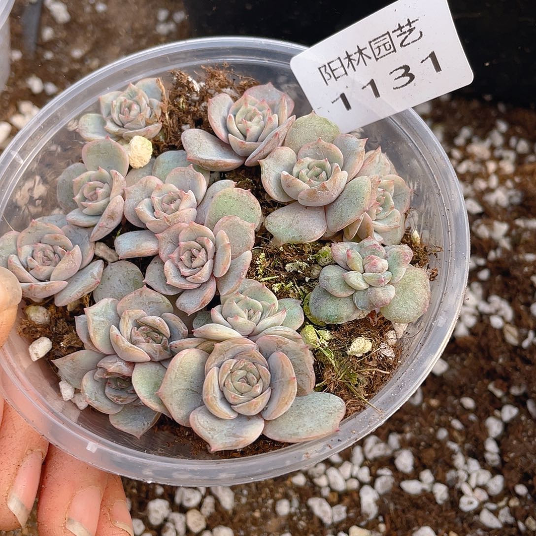 多肉植物多肉植物1131