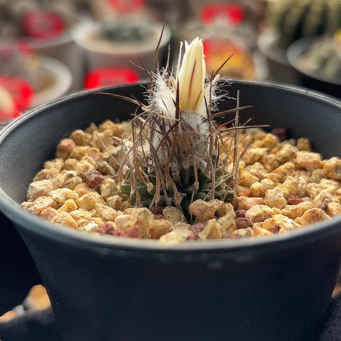 仙人球实生直刺升龙丸