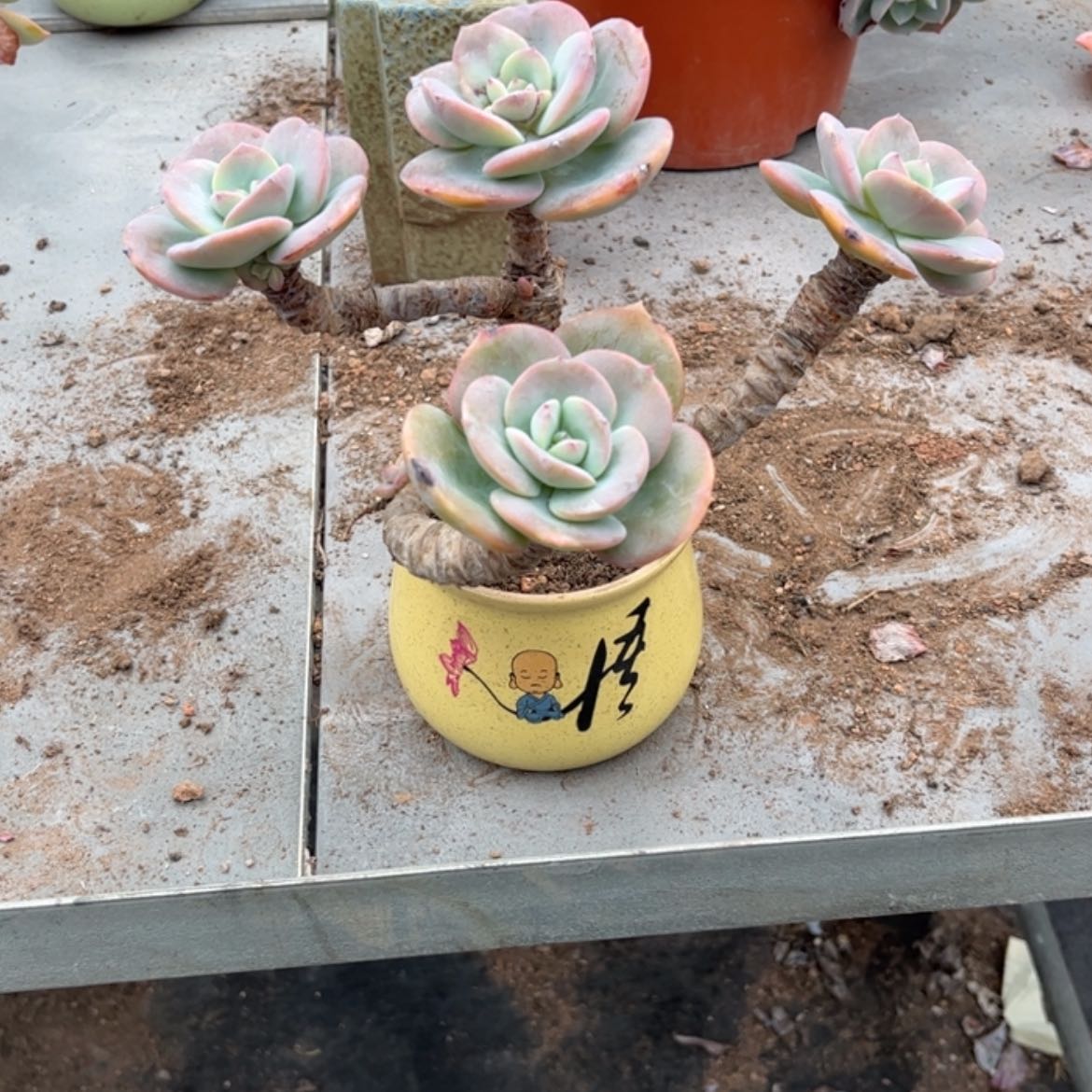 【闪购商品】无花朵芳***动