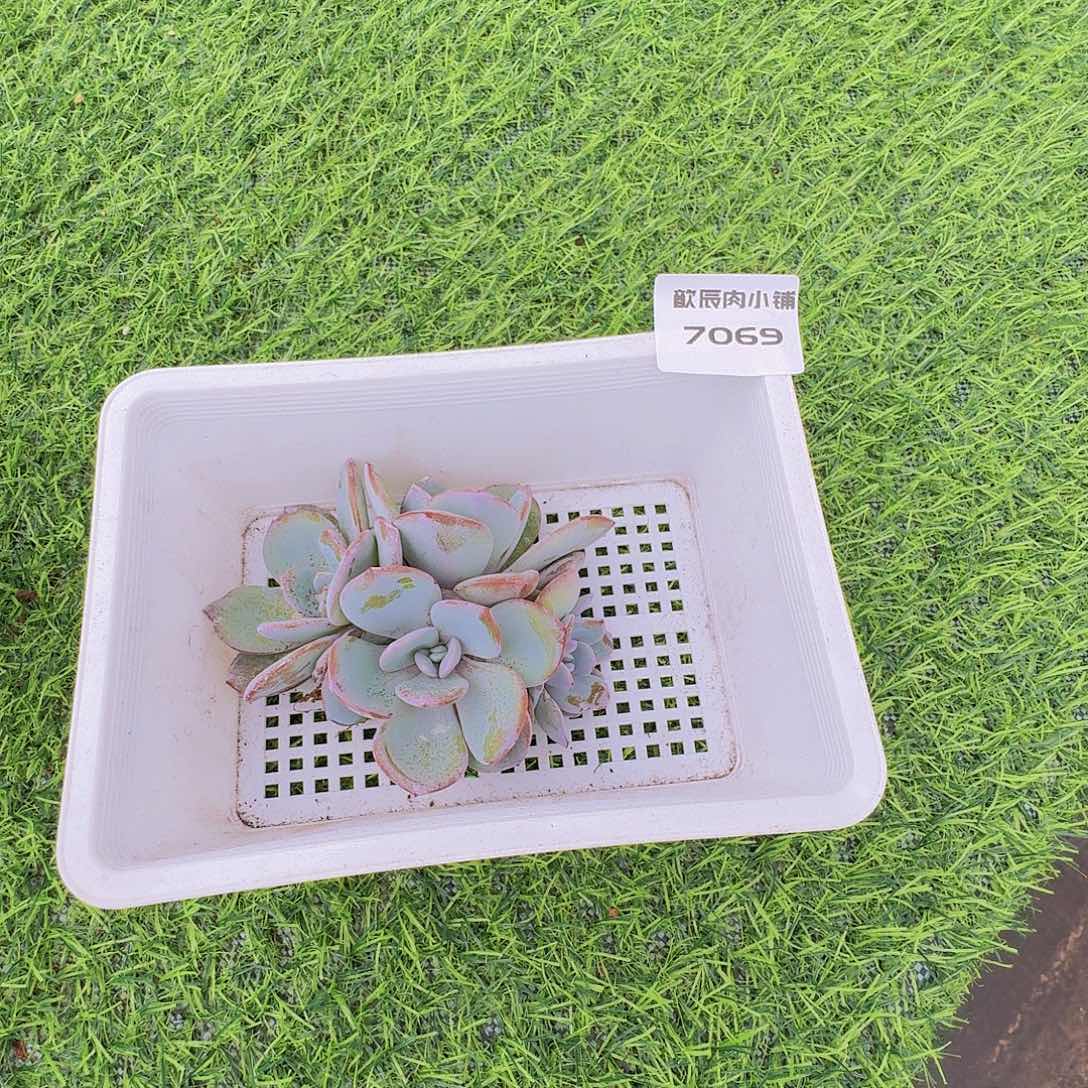 淘***0多肉植物奶茶群7069