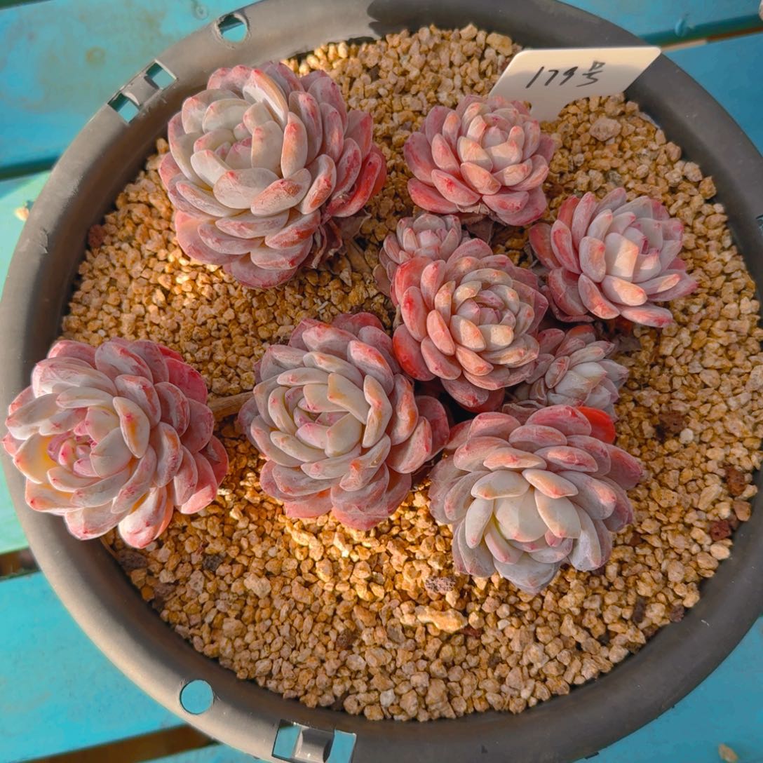 179号多肉1111111111