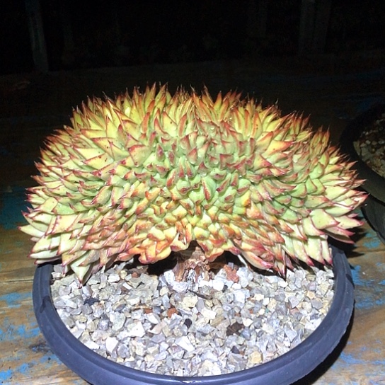 缀化多肉植物组合