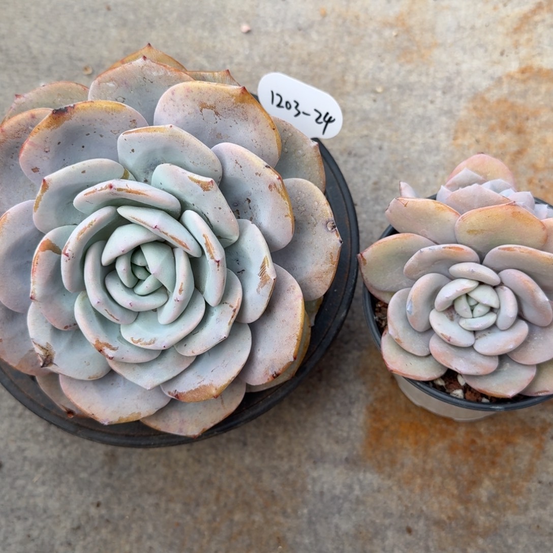 奶茶一大一小1203-24