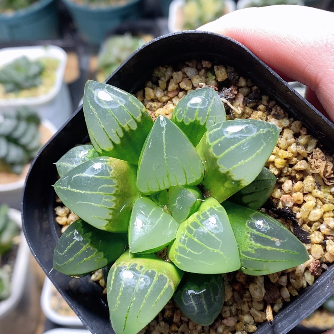 大明湖实生玉露多肉植物