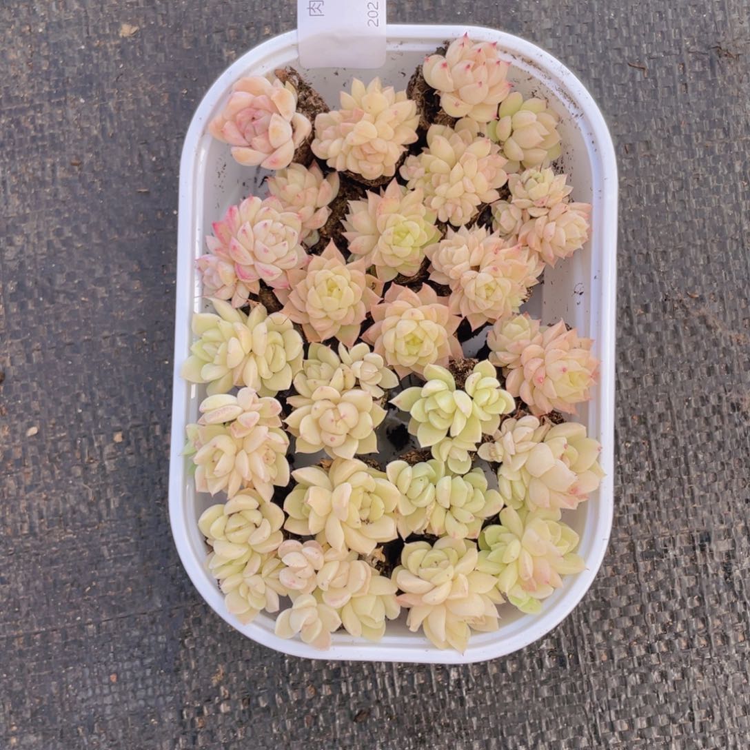 我们的生活方式是什么047