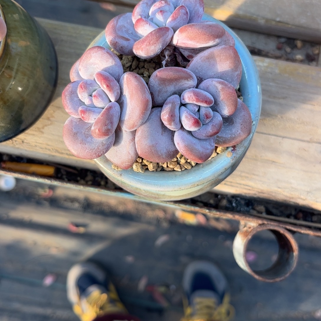 诺***诺1111111111111111111