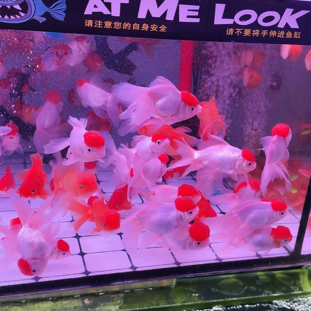 金鱼自来水可养颜色随机7条(4条送3条备损)