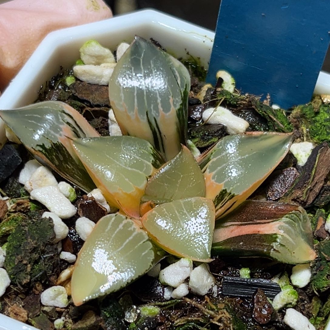 恭喜发财大吉大利0053