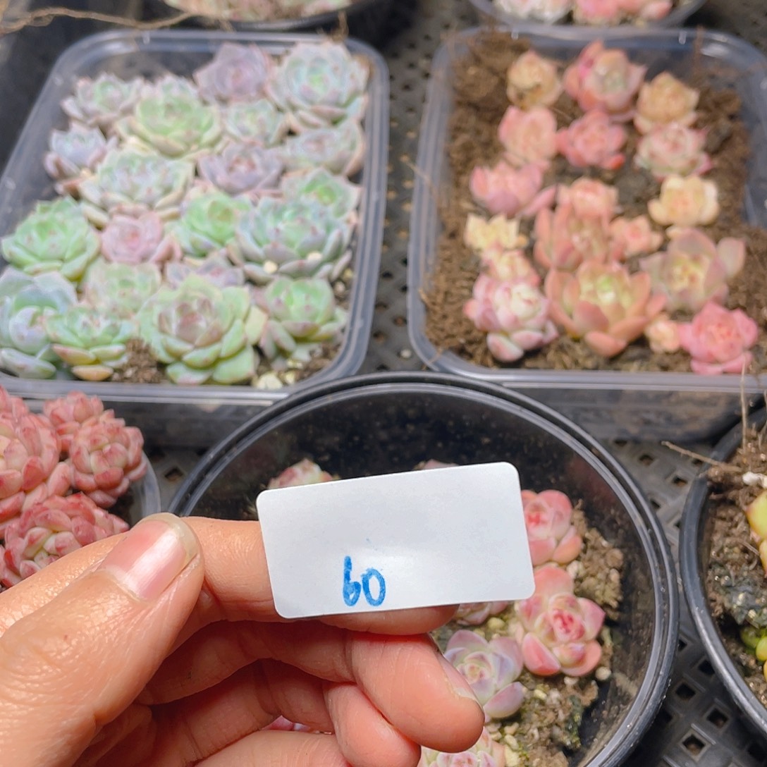 T***乖多肉植物多肉植物60