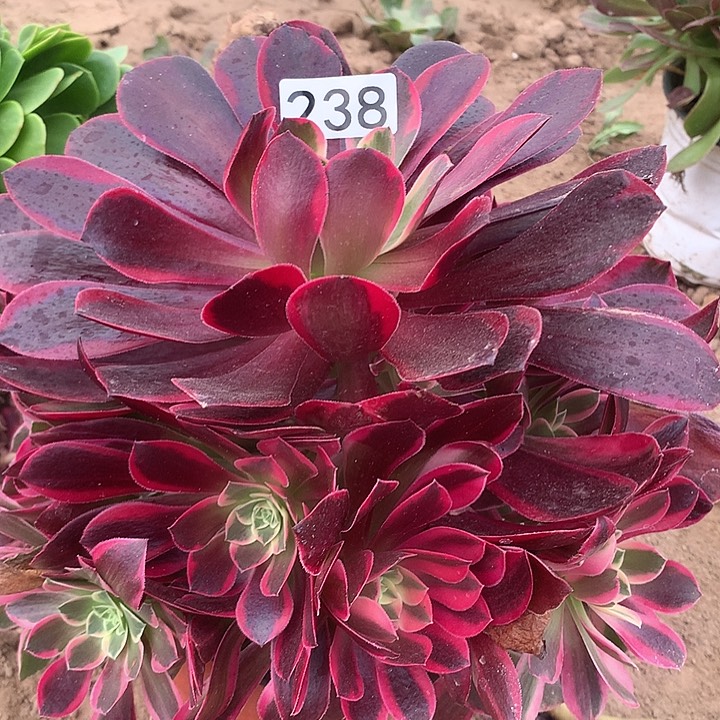 238金丝缺多肉植物1