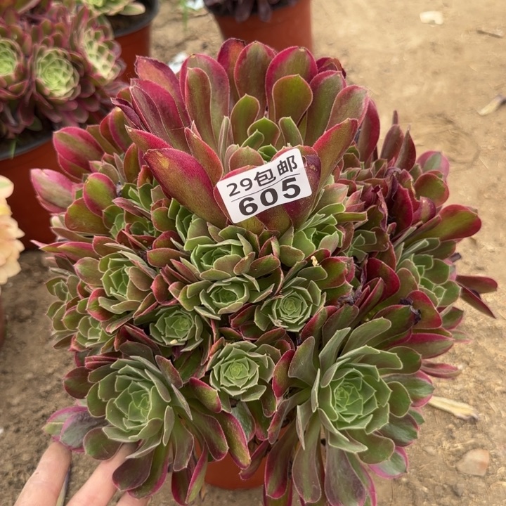 雅典娜……多肉植物……