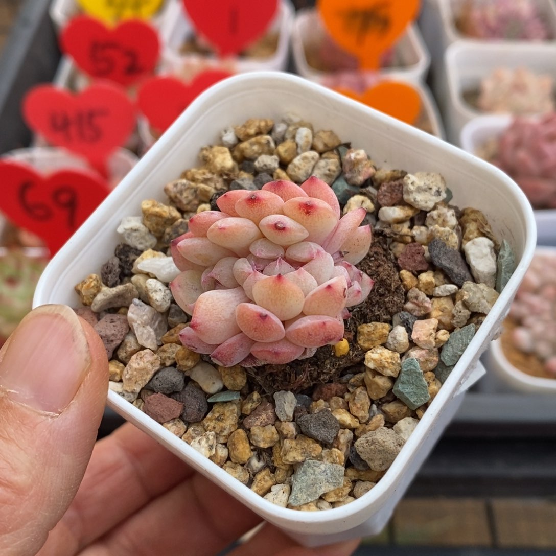 精品多肉一物一拍不包整6