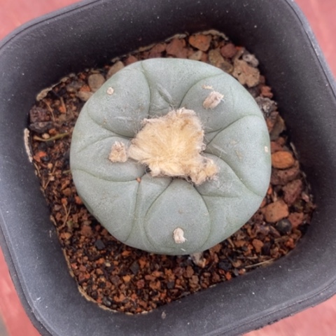 实生鱼单4仙人球