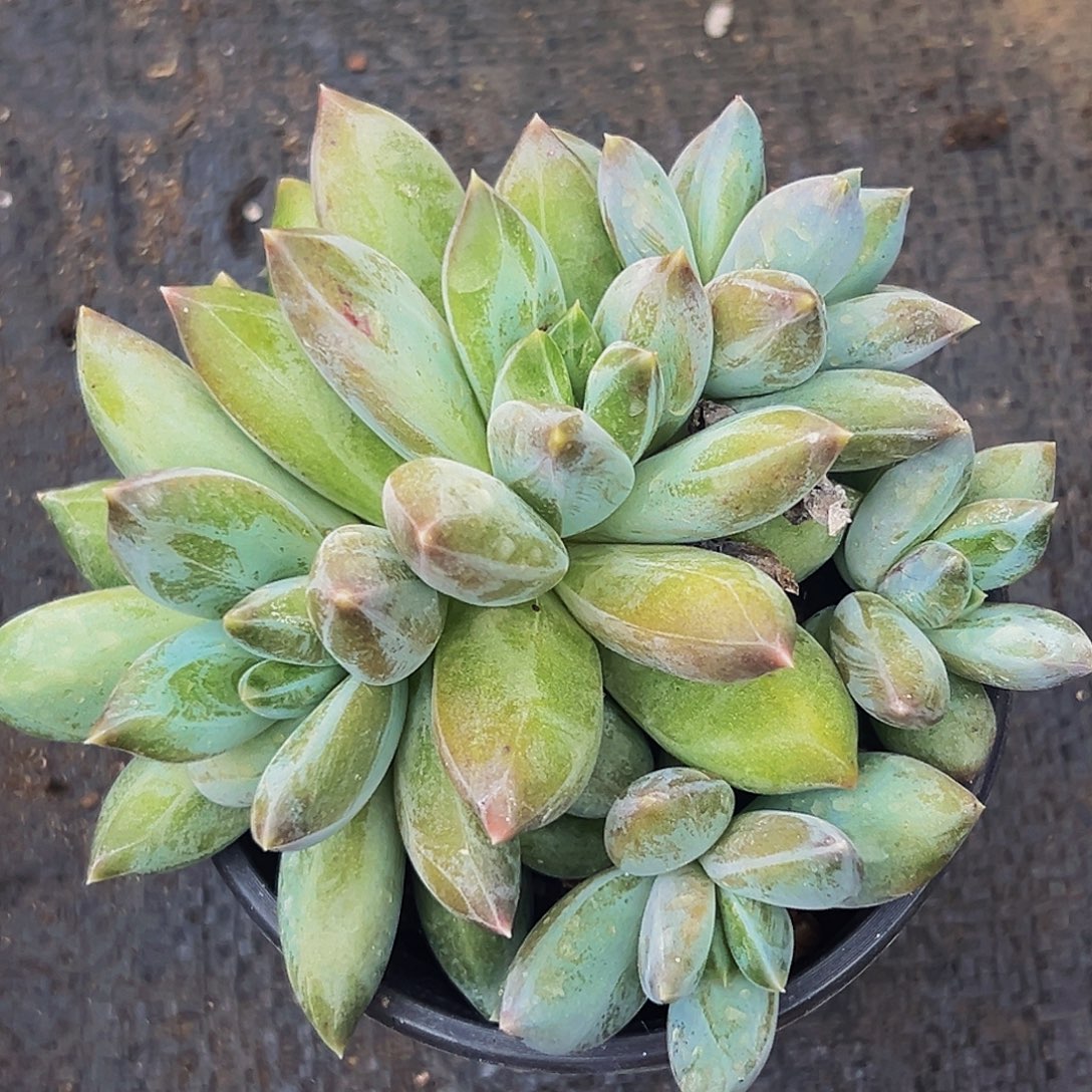 桔云多肉美人精品系列