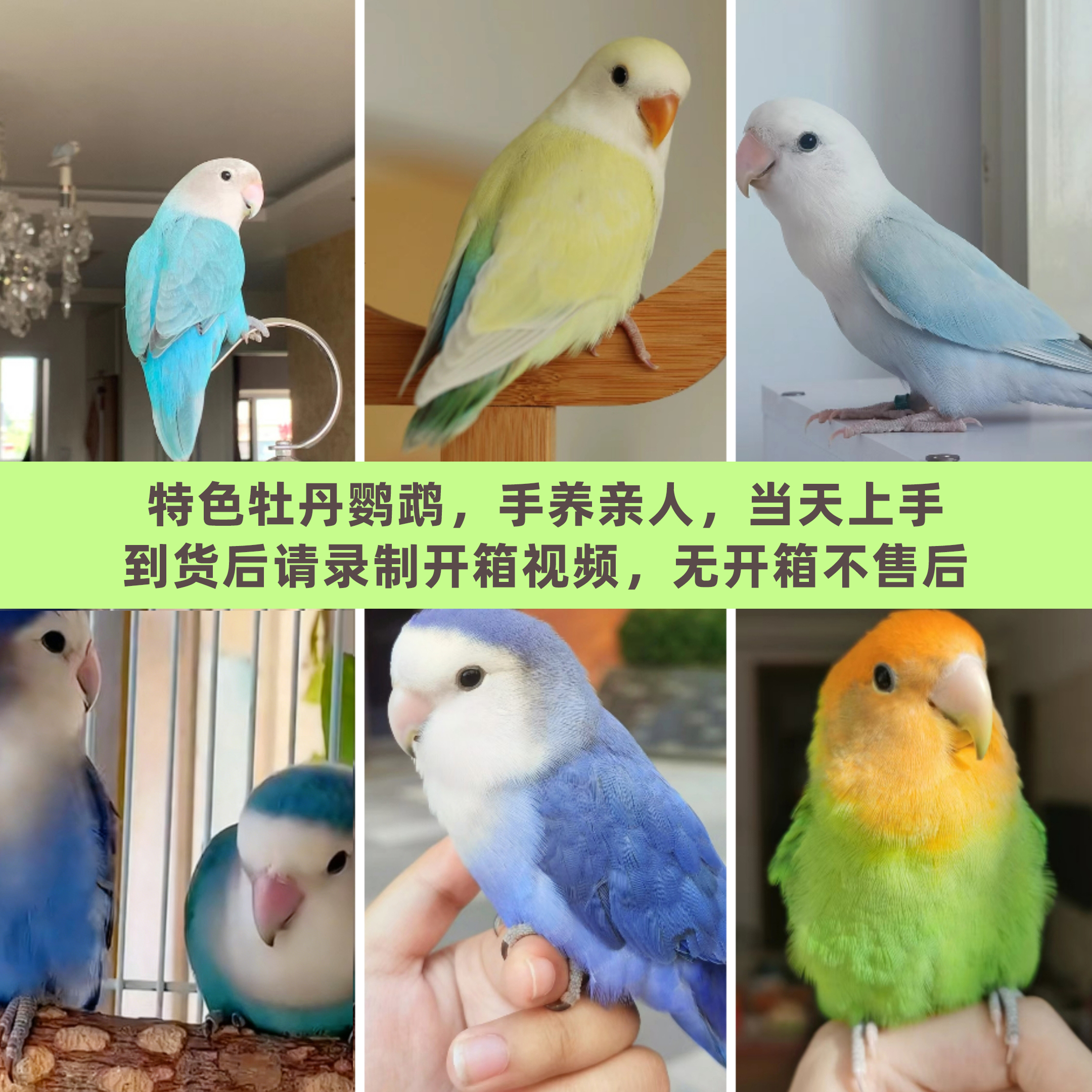 （直播链接）手养亲人牡丹半毛鹦鹉活体观赏鸟紫罗兰金头奥闪