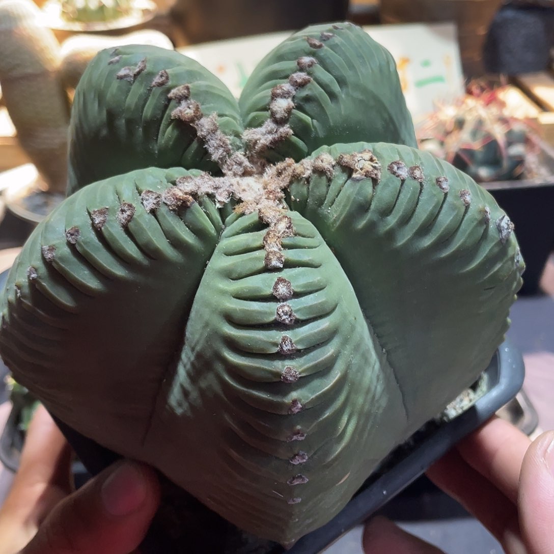 109实生根老桩丸棱龟甲鸾凤玉