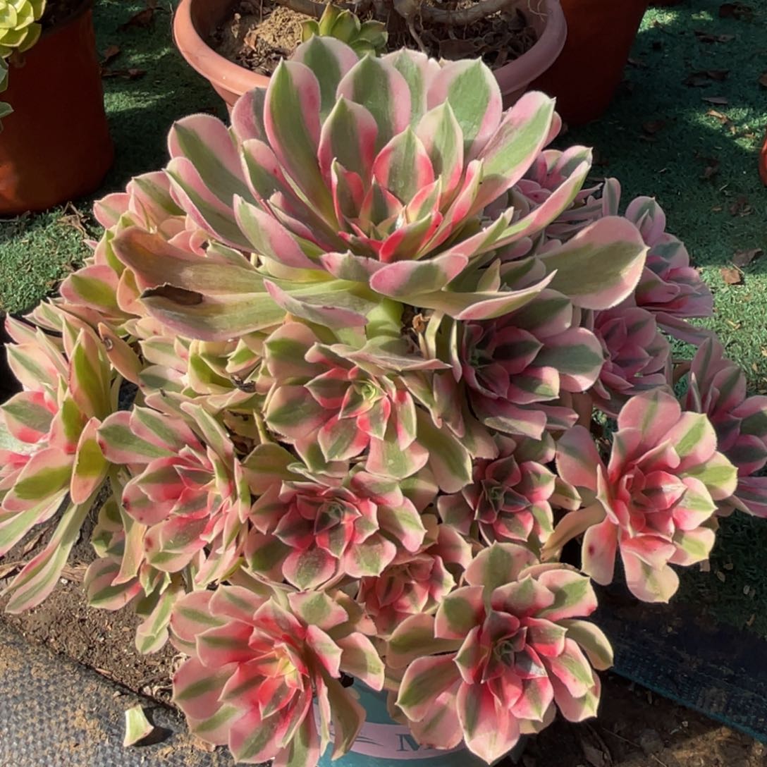 620粉女巫精品法师多肉