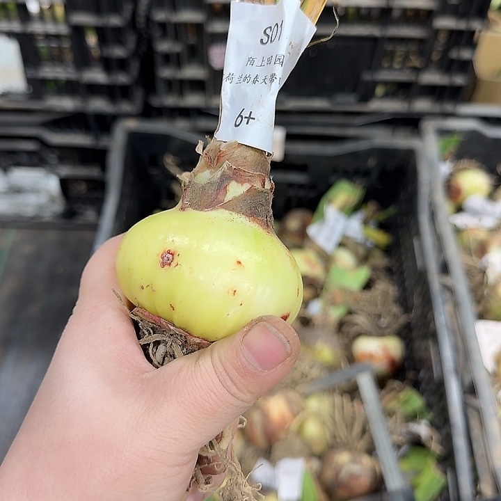 朱顶红S01-6厘米开花球