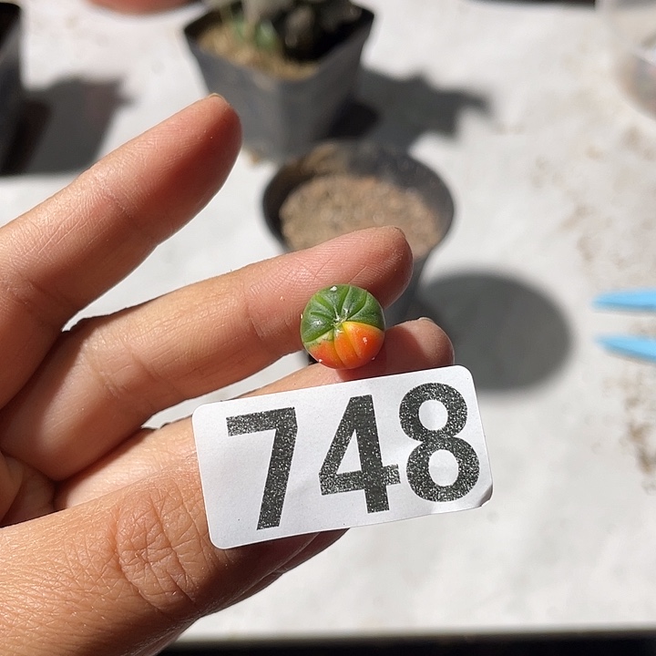 748号仙人球兜锦石生根