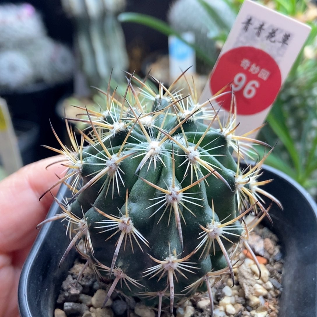 实生琥爪4.3cm一棵仙人球