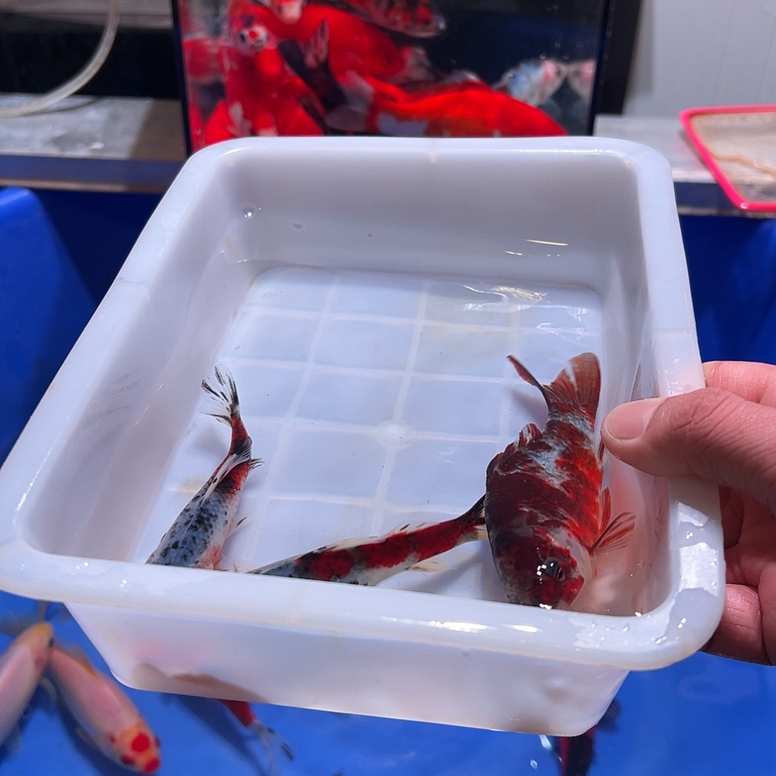 平***F海水鱼观赏鱼福利多多啊