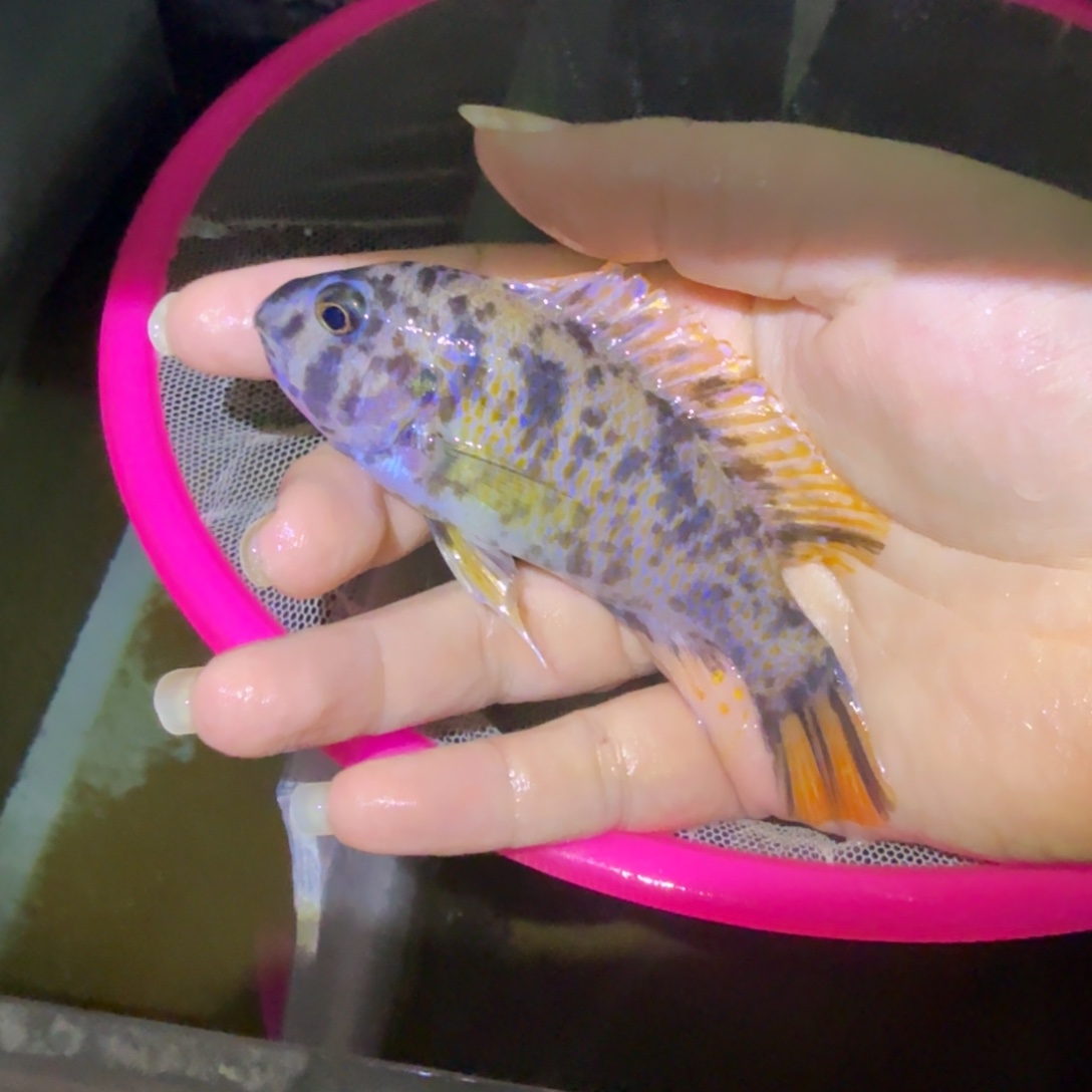 桐***n慈鲷鱼52号mbj 小丑花母