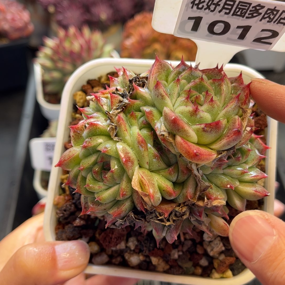 多肉植物1012 天冷必拍保温箱