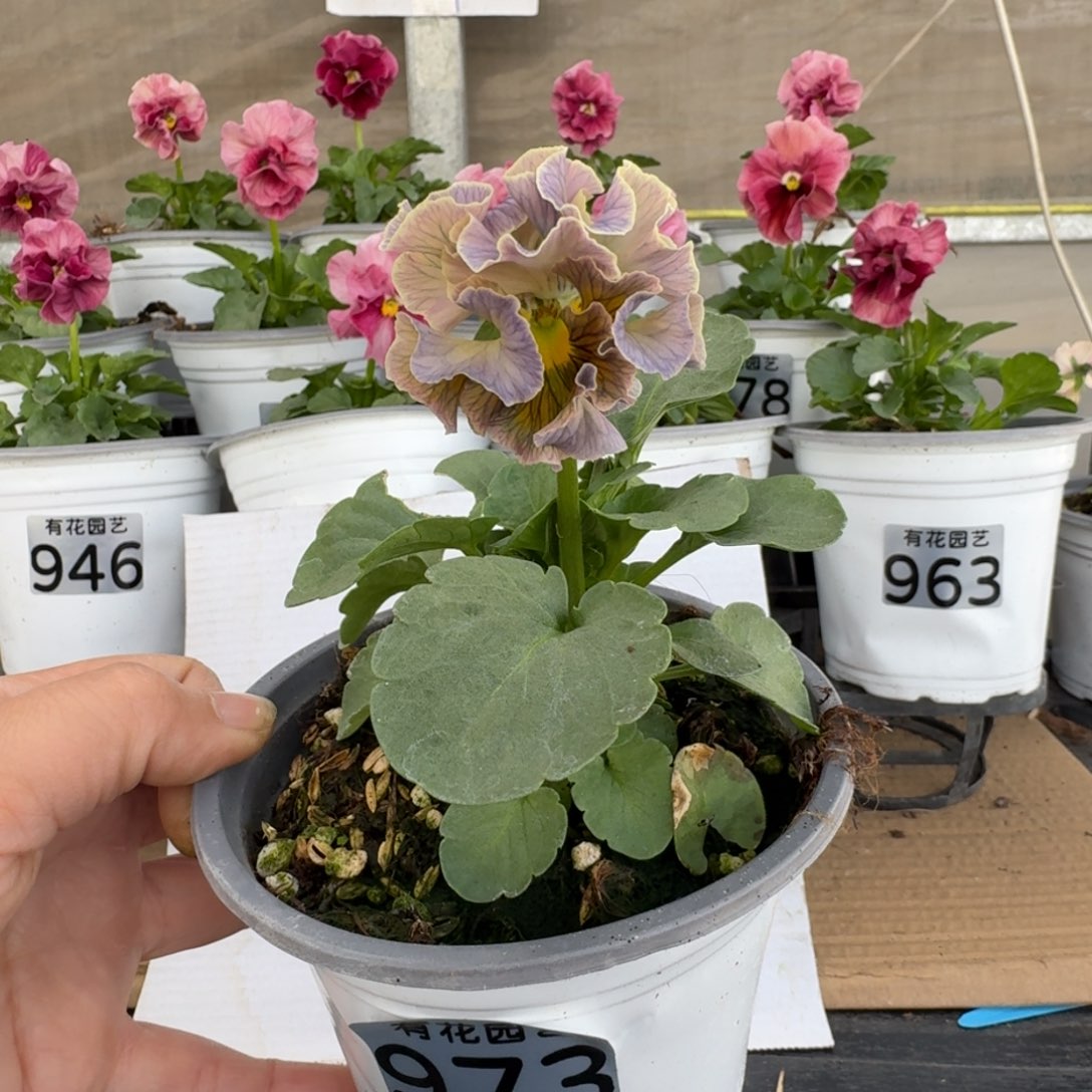 无花朵973号角堇