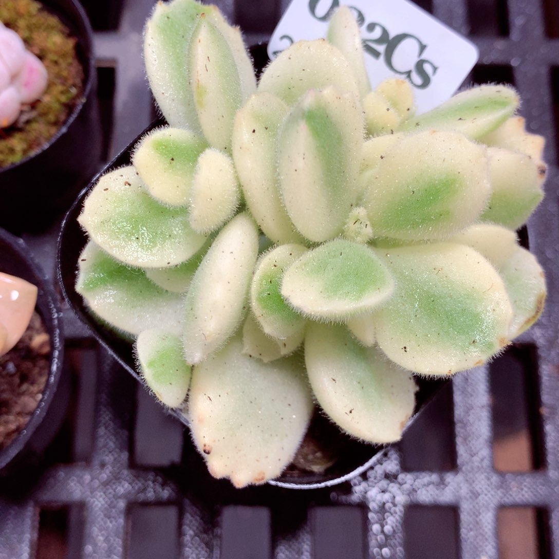 5厘米盆精控多肉032