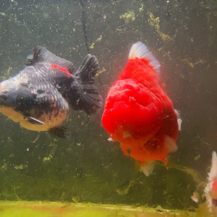 金鱼超大红袍大肥猪