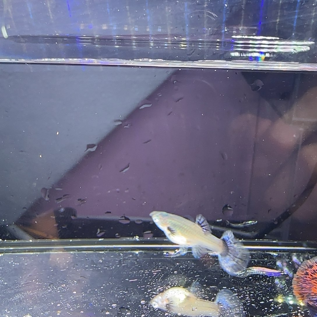 孔雀鱼蓝思卡跑红一对