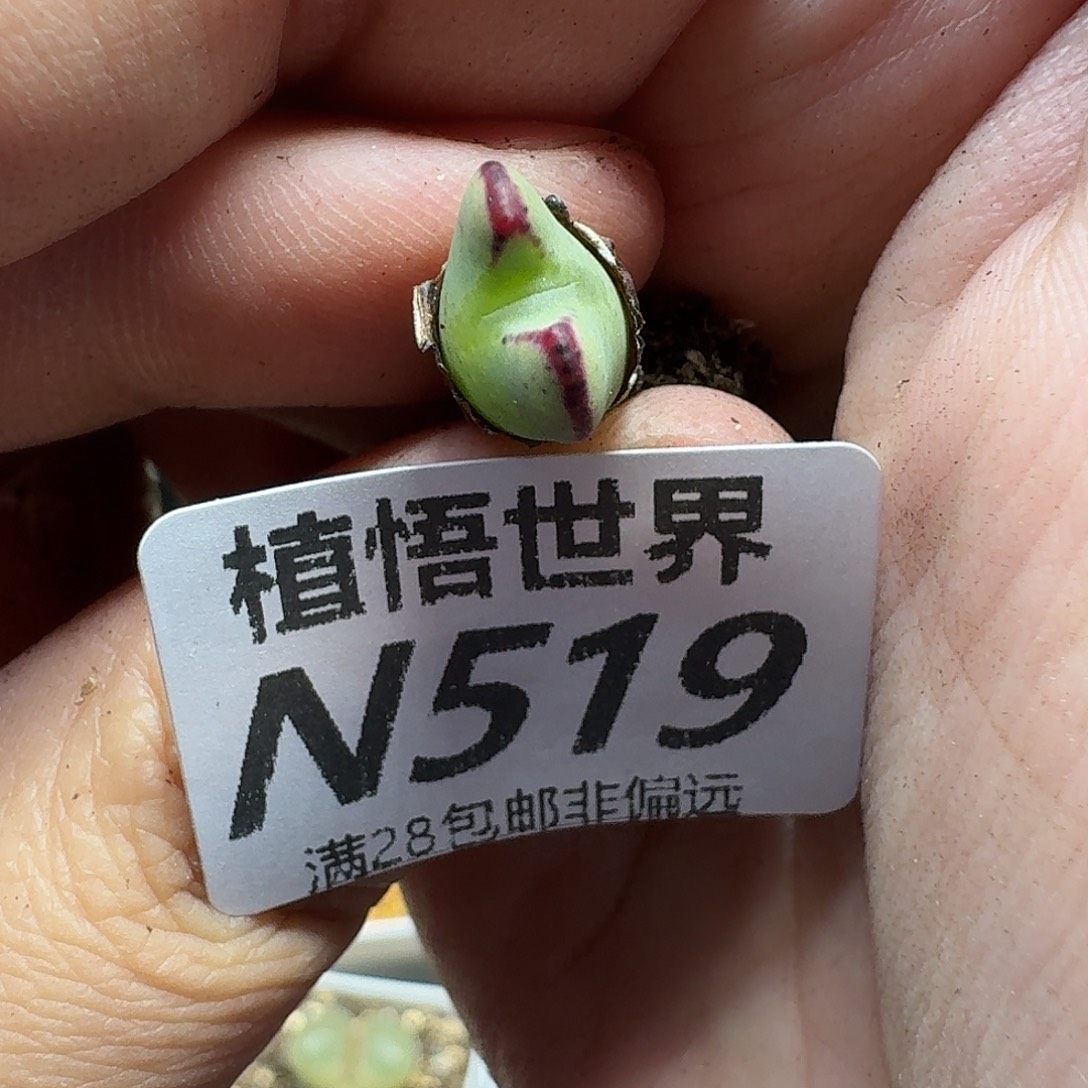 多肉植物的人生ghhjk