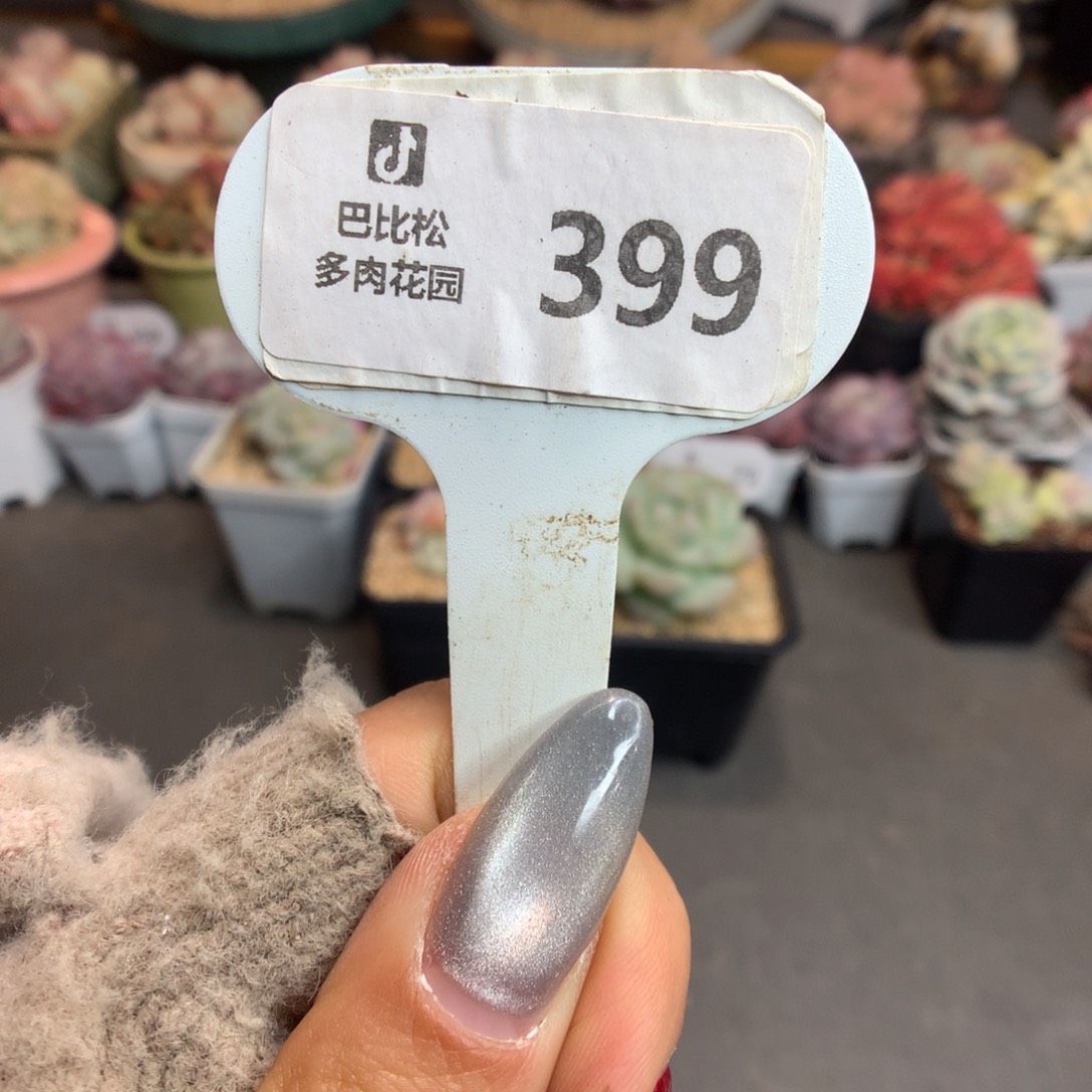 399冰玉石化盲盒多肉