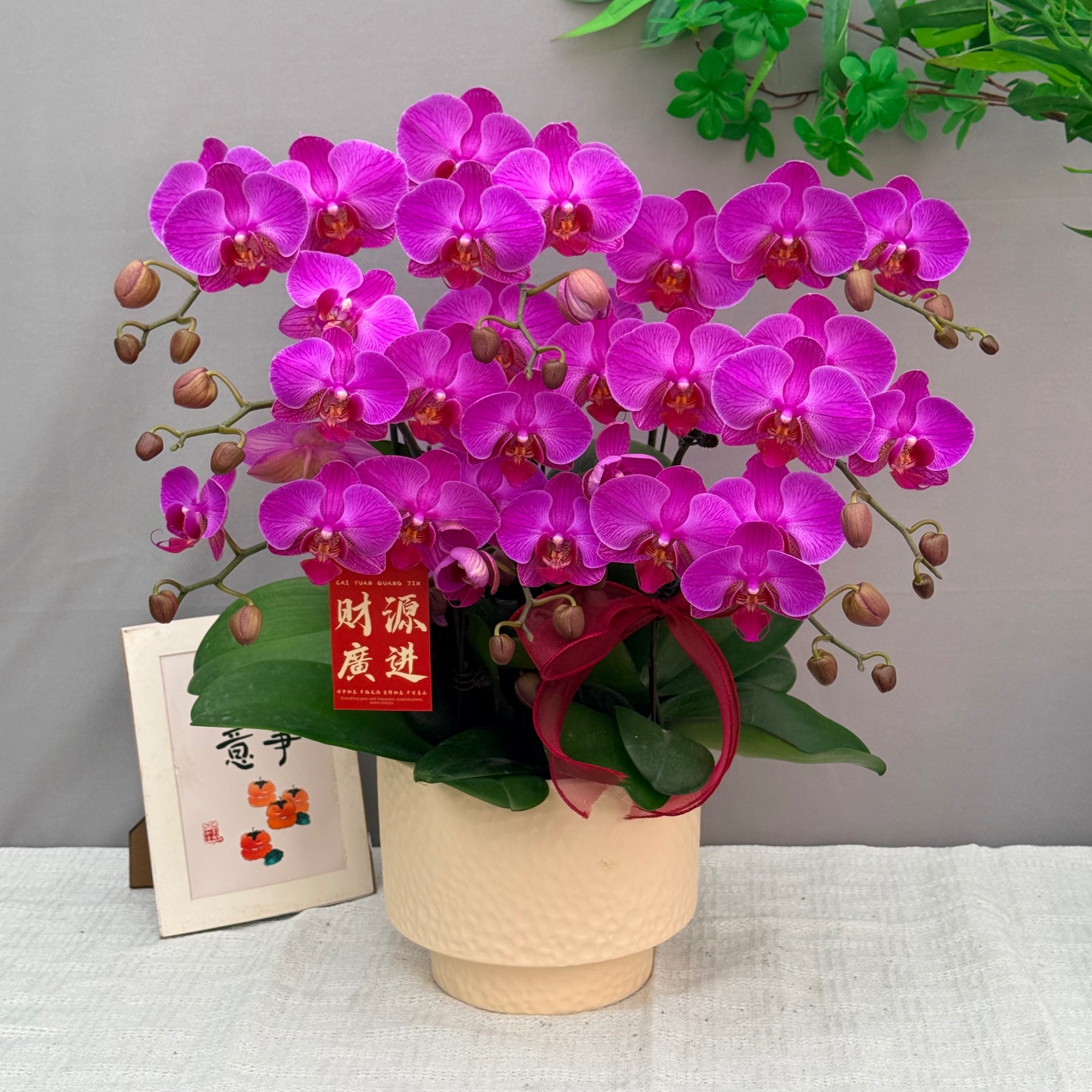 万顷蝴蝶兰<小神龙> 北欧风 鲜花 好养花期长 年宵花 室内欣赏