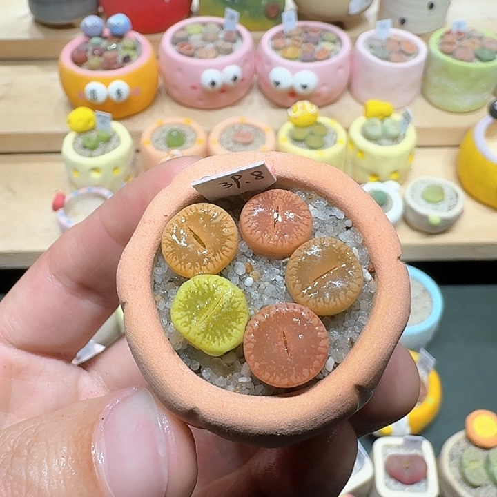 红陶蘑菇465彩虹