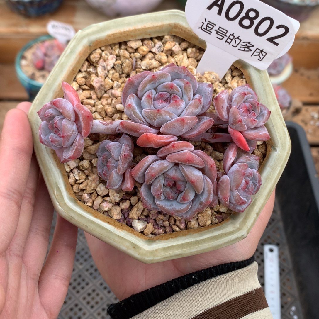 A0802 星影飘枝 无砍 10cm