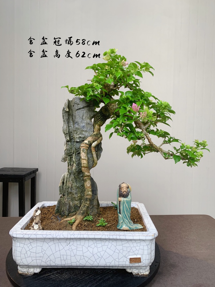 小叶紫三角梅年功枝爪附石盆景