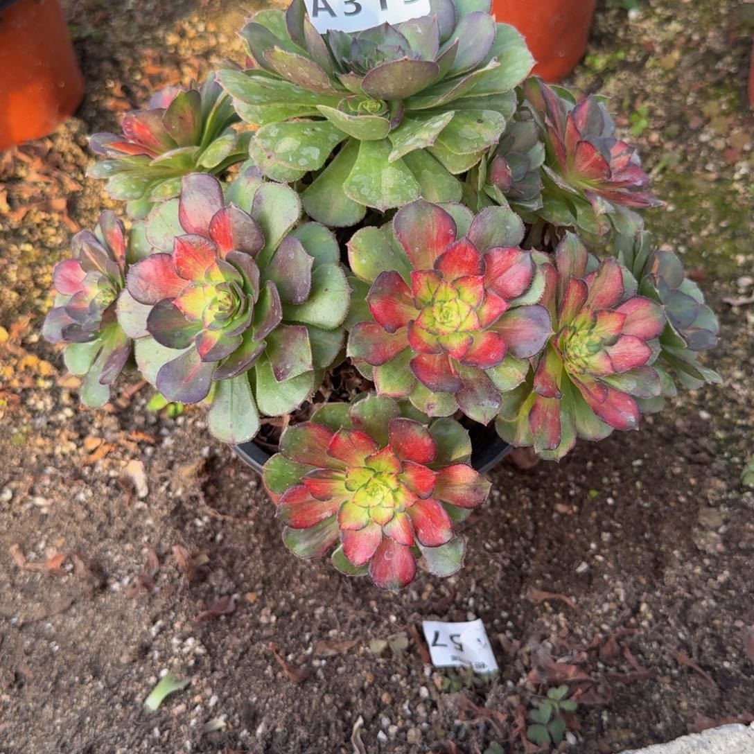 313海王七彩。多肉植物