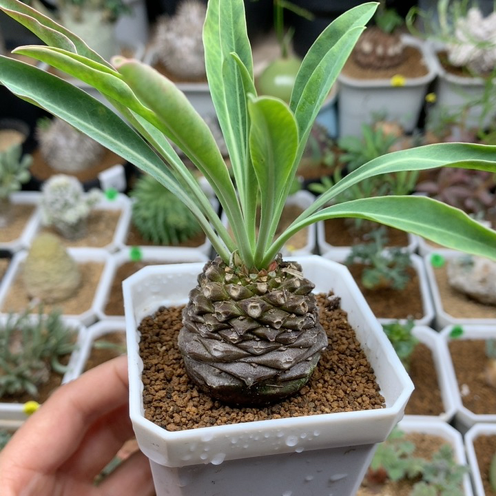 实生铁甲丸母本带盆