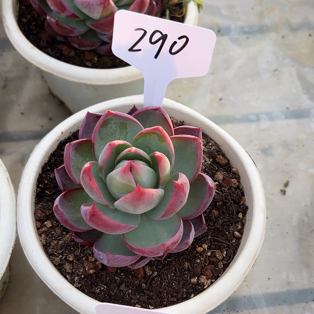 李***幺惊鸿仙子一物一拍290号