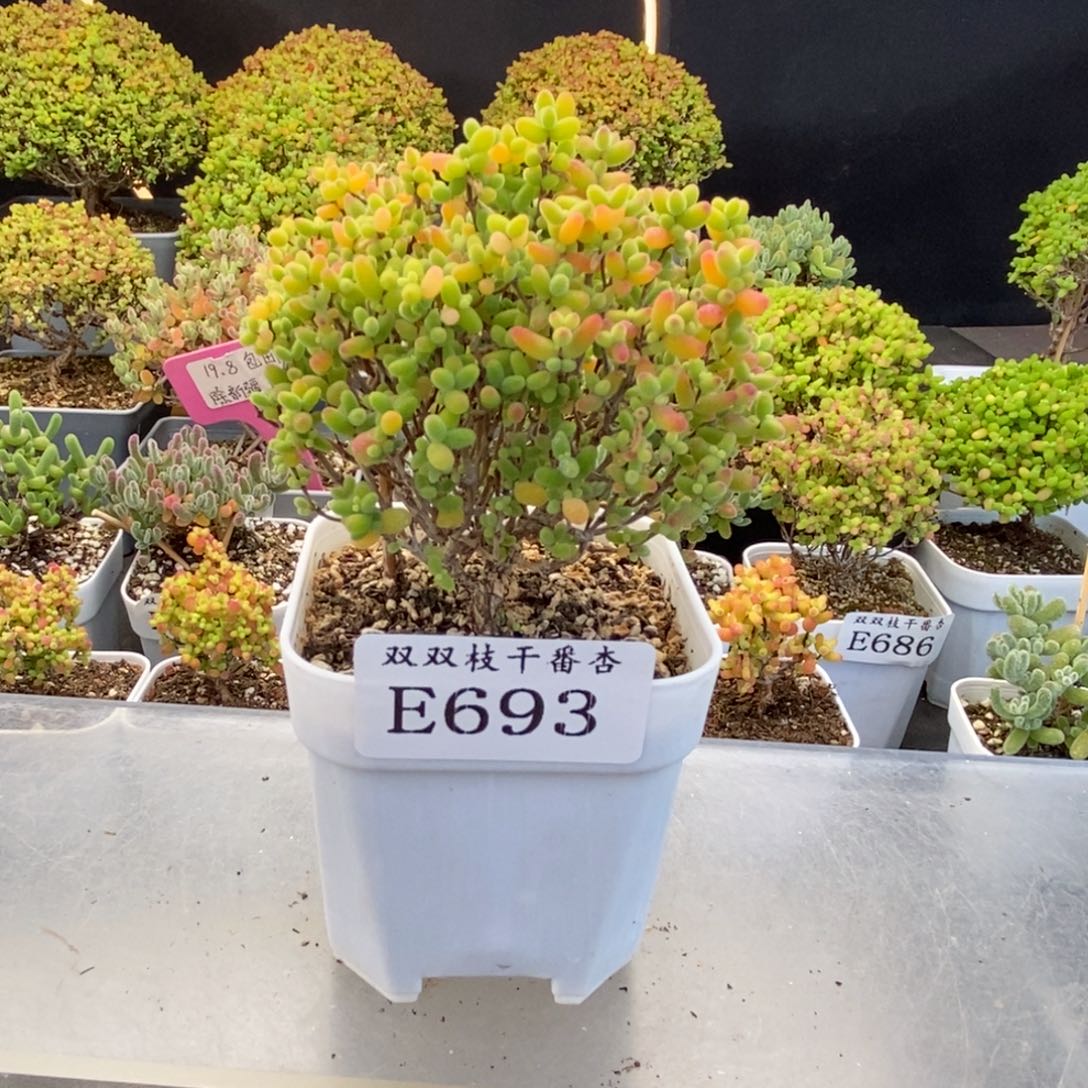 693蜜橘。                       