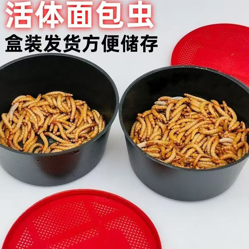 野钓鱼饵面包虫黄粉虫鲜活虫体钓饵垂钓活饵料通杀渔具店专供28盒