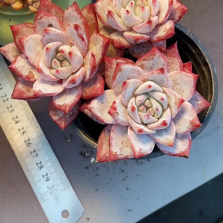 艾***园多肉植物粉蓝鸟发货
