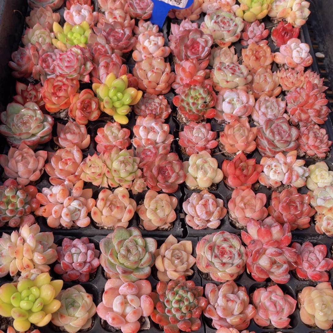 量拍71号 精品小可爱组合20个