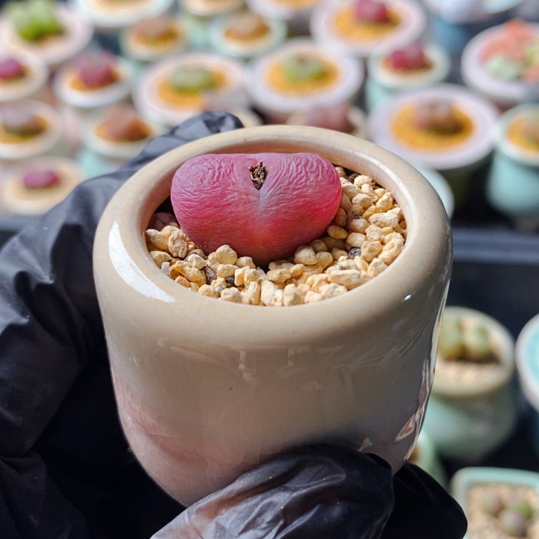 4775--一物一拍 带盆