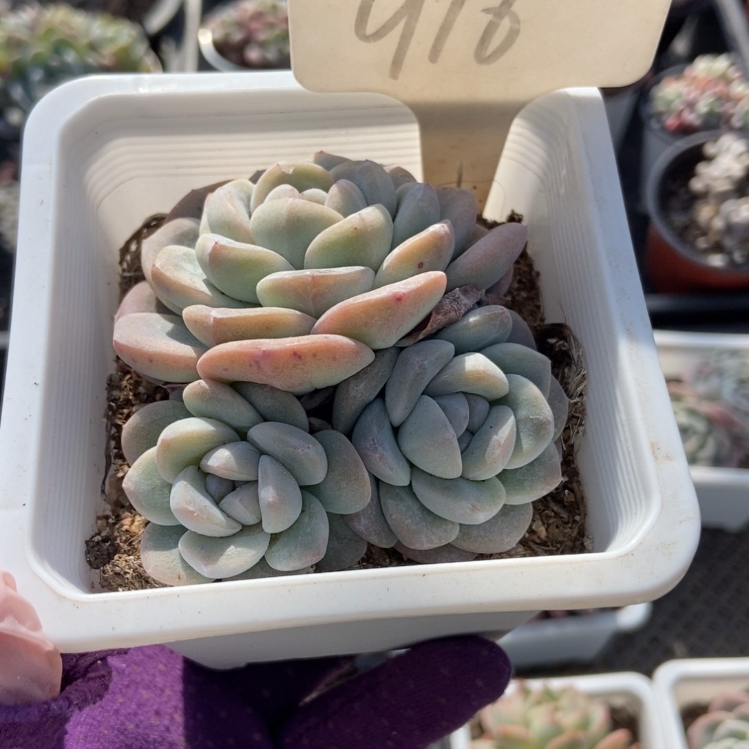 916冰玉多肉植物保护