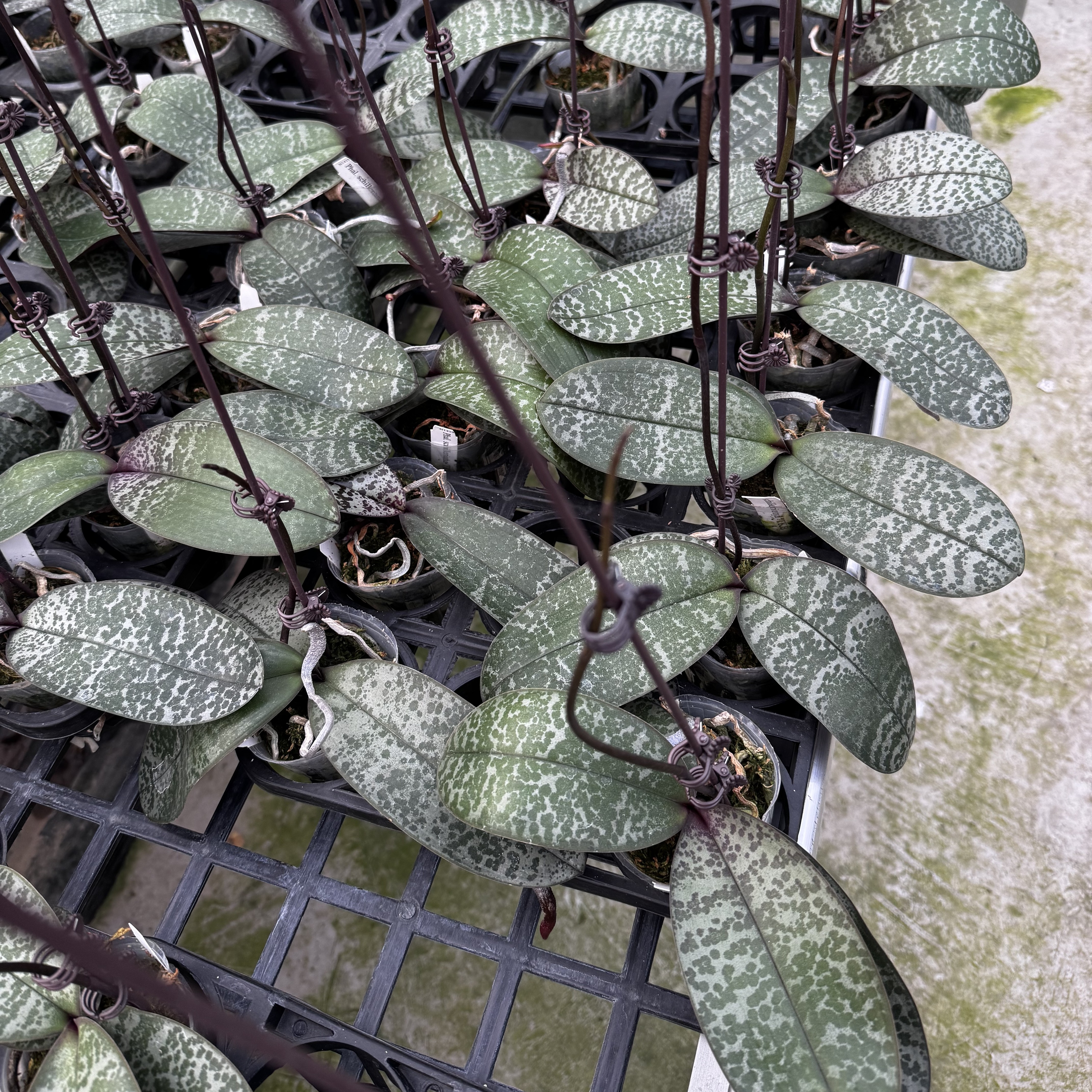 西蕾莉 TKB 2.5寸 花剑株  鲜花绿植 微瑕疵