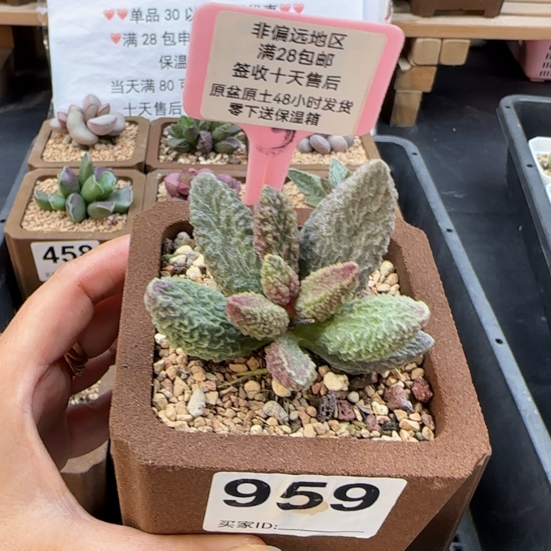 小*959，苍龙多肉植物