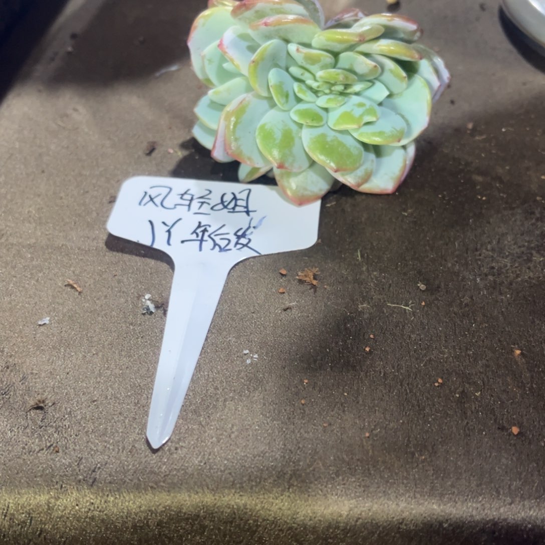 云***。风情姐姐的奶茶缀jy